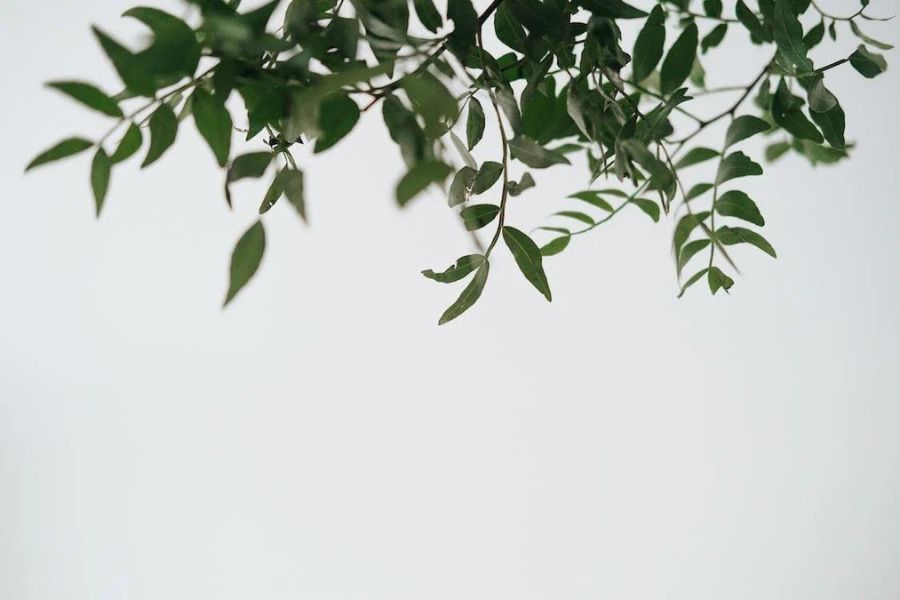 Hình ảnh cây xanh