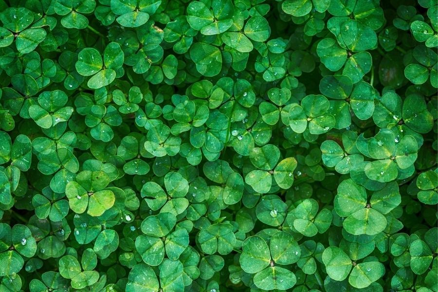 Background màu xanh lá cây đẹp mắt