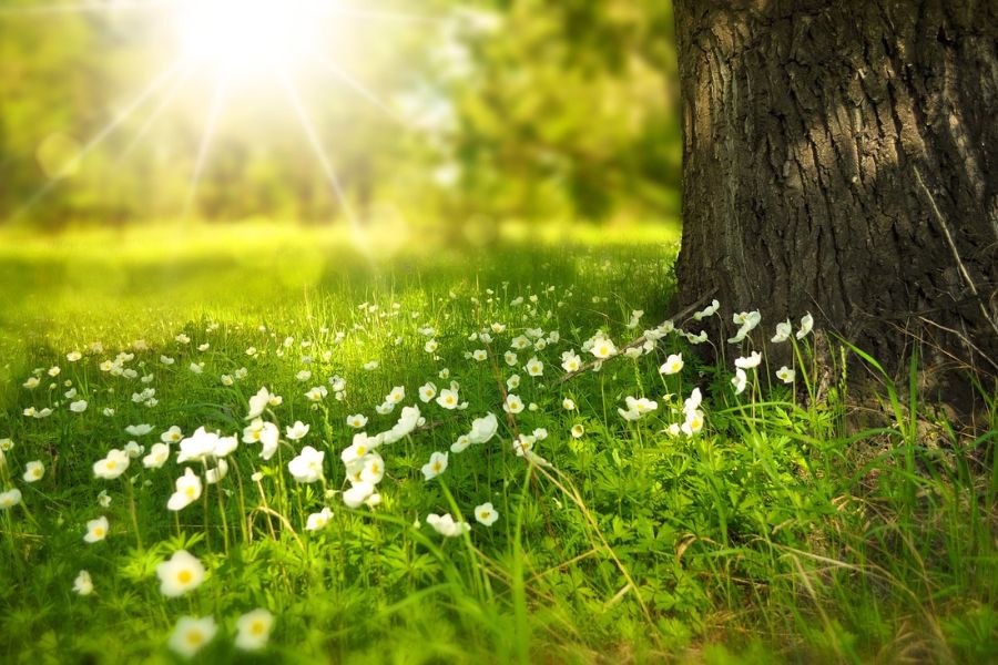 Background cây xanh đẹp