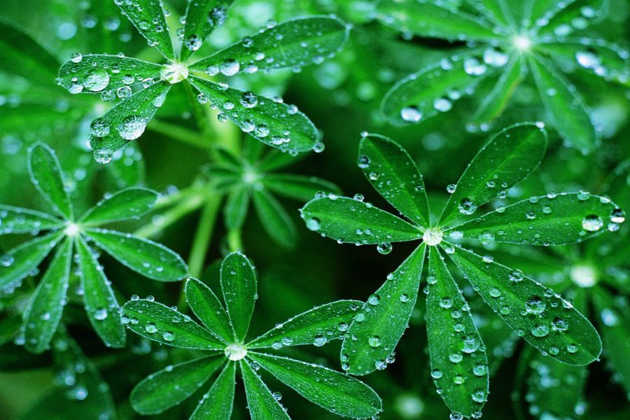 Background cây xanh mới nhất
