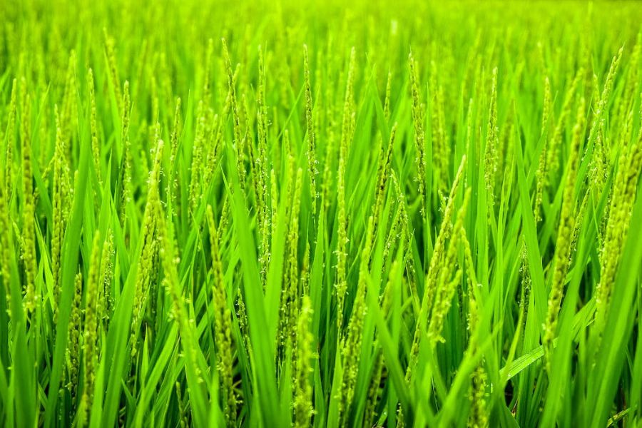 Hình đồng lúa xanh trổ bông