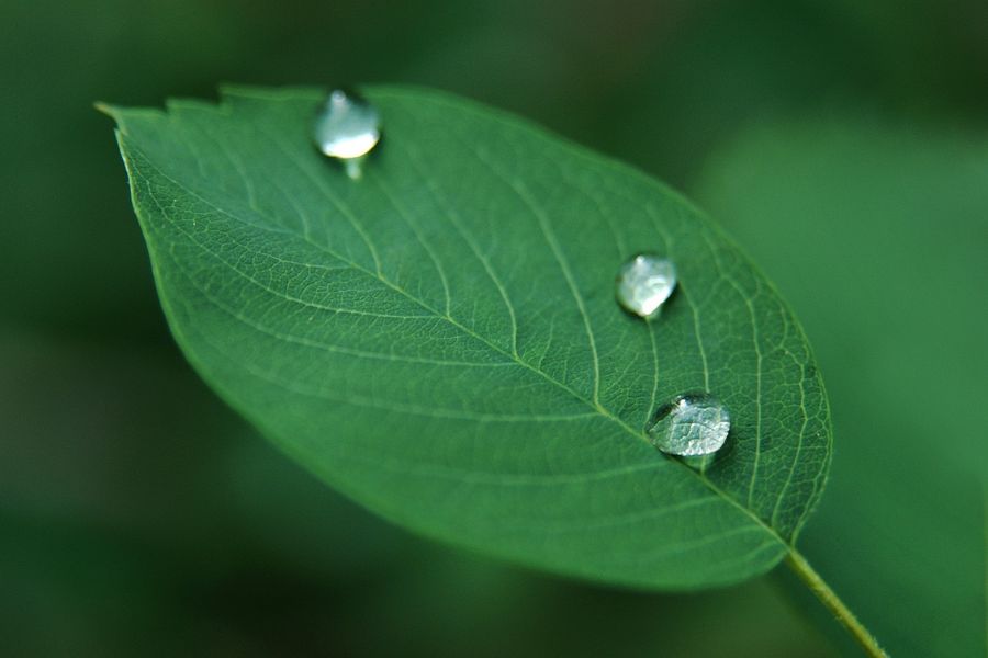Ảnh nền cây xanh đẹp