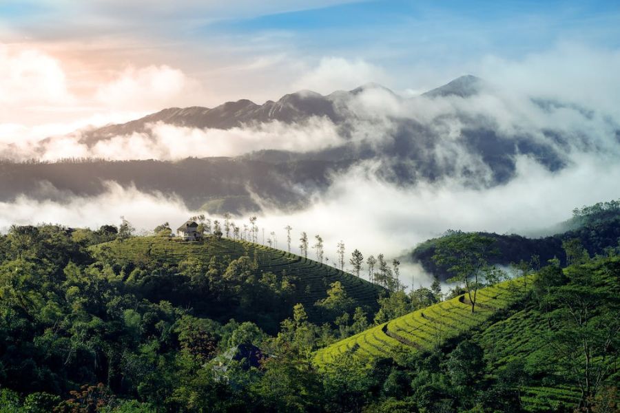 Hình nền cây xanh đẹp nhất
