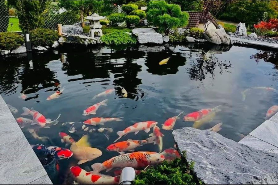 Hồ cá Koi đẹp cho biệt thự