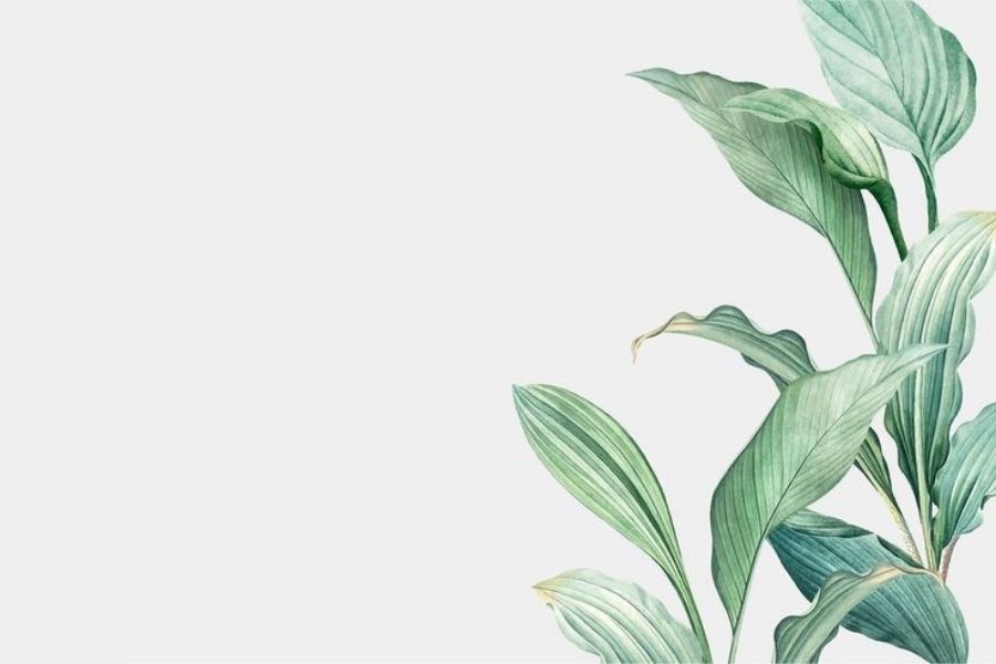 Mẫu decal dán tường cây xanh nhẹ nhàng