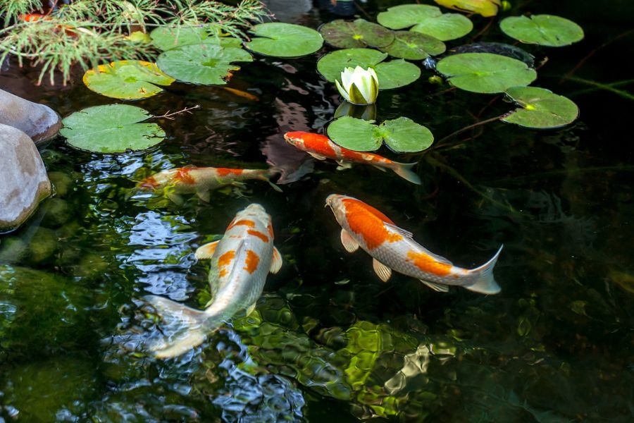 Trang trí hồ cá Koi