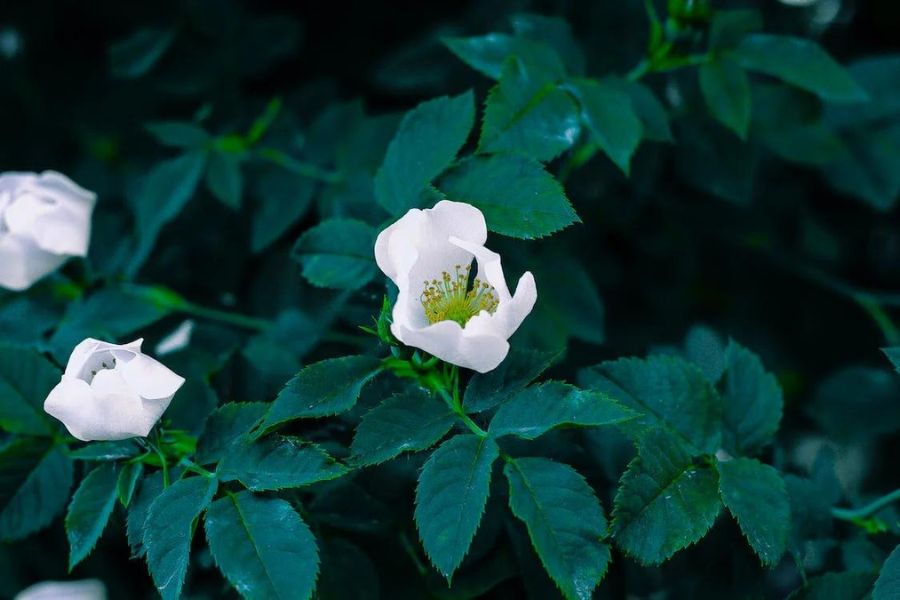 Hình nền cây xanh đẹp