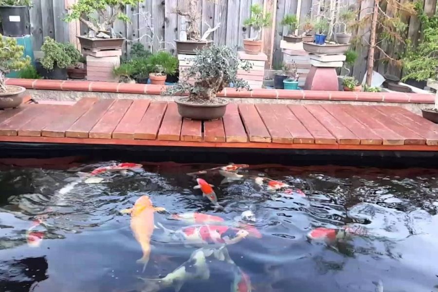 Tiểu cảnh hồ cá Koi
