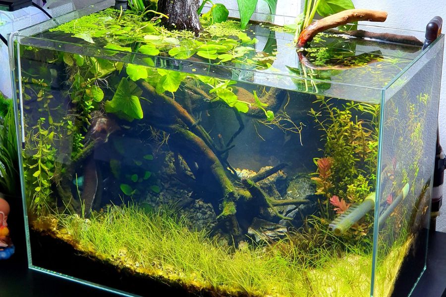 Tiểu cảnh hồ cá mini để bàn
