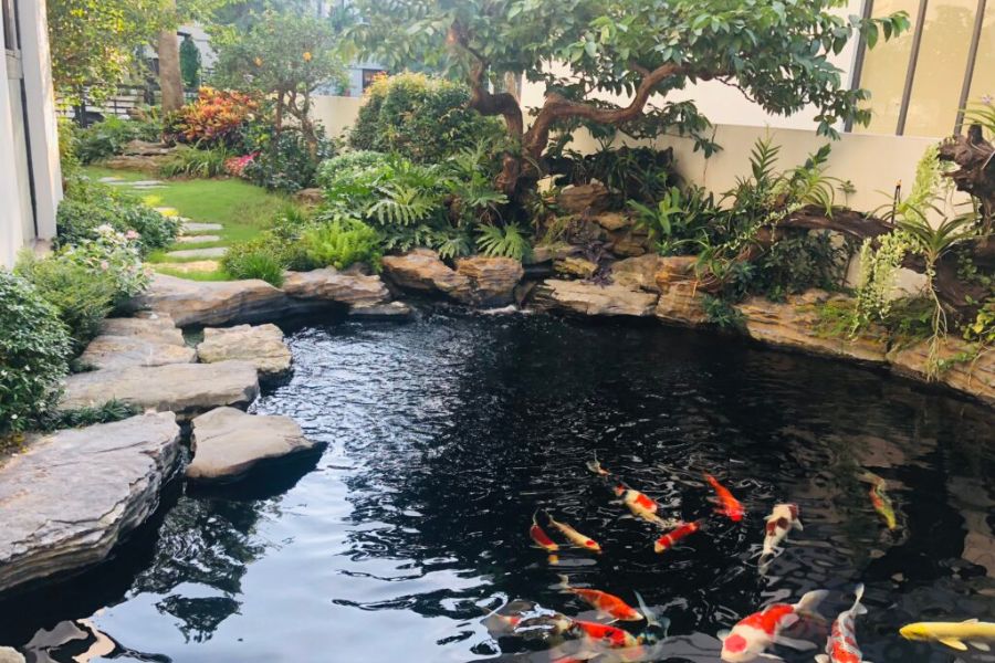 Hồ cá koi đẹp cho biệt thự