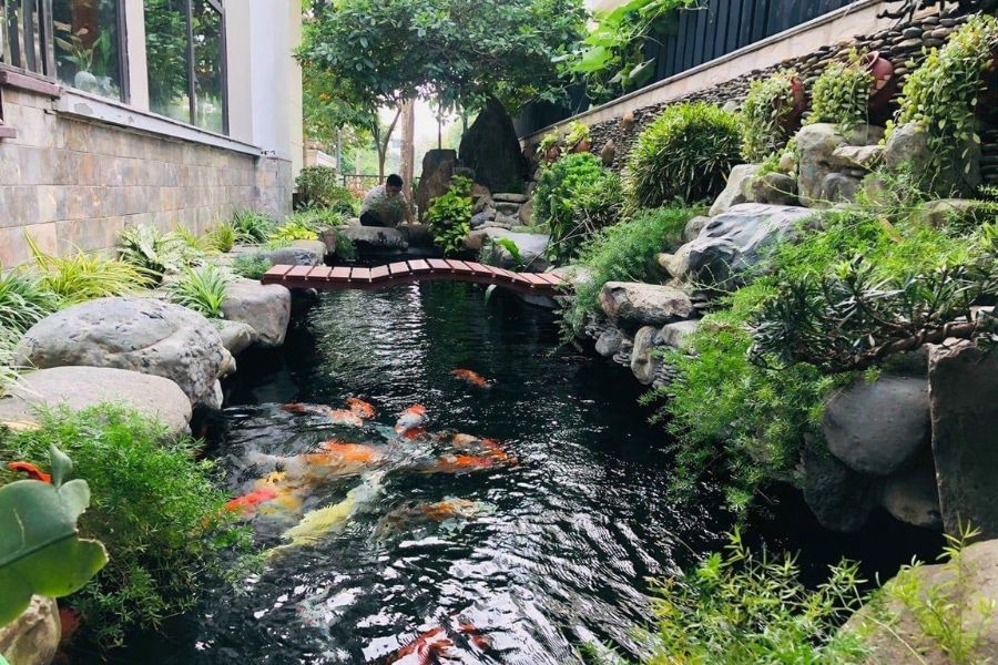 Tiểu cảnh hồ cá Koi
