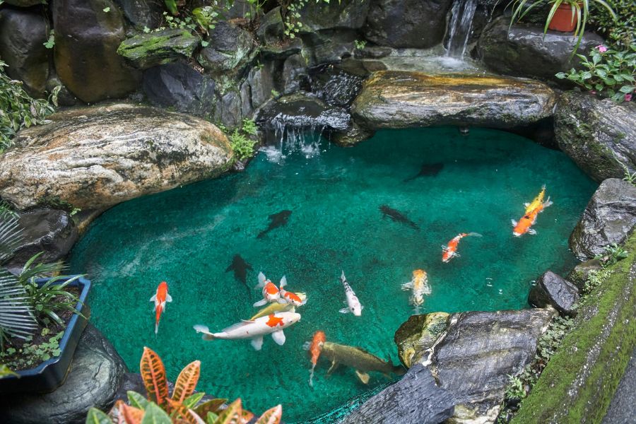 Hồ cá Koi sạch sẽ, trong xanh