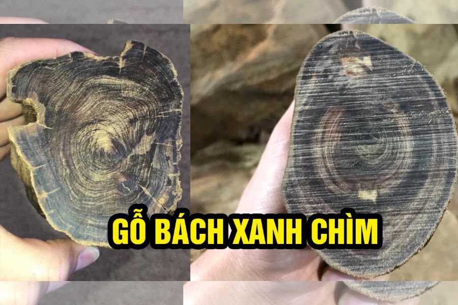 Vân gỗ bách xanh